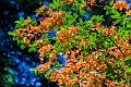 2018_05_26_arboretum de Balaine (0063)